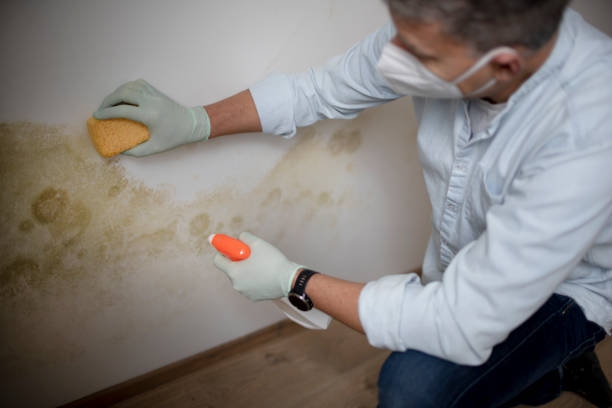 Best Mold Cleaning Services  in Houston, TX