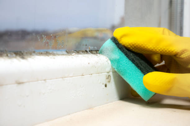 Best Mold Removal Company Near Me  in Houston, TX