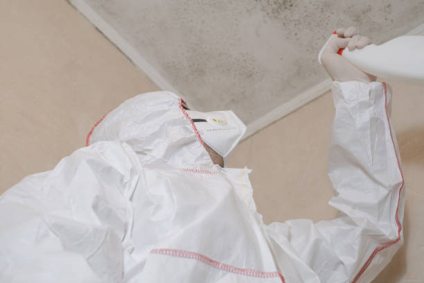 Best Local Mold Removal Service  in Houston, TX