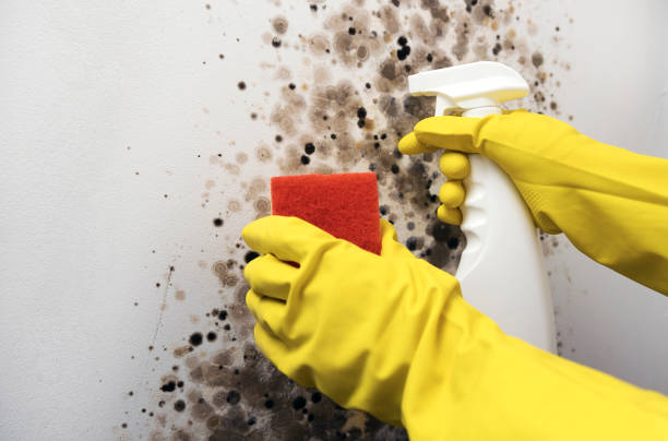 Best Home Mold Removal  in Houston, TX