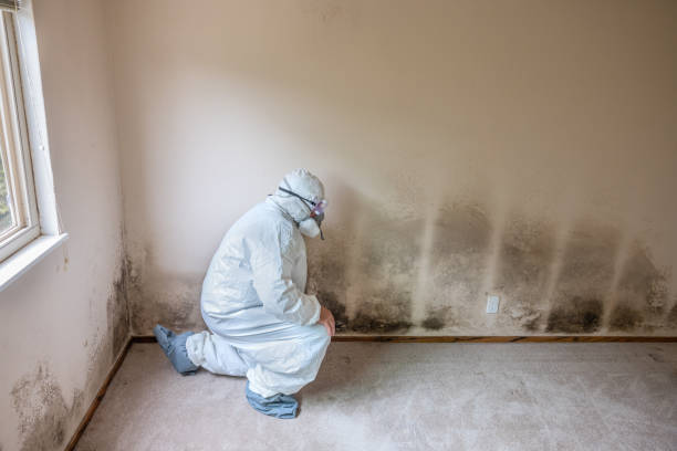 Mold Removal and Inspection in Houston, TX