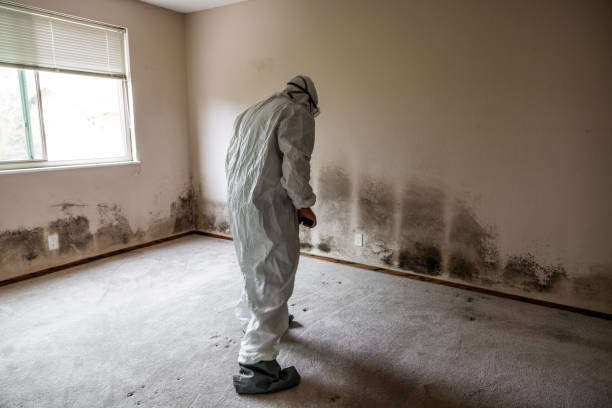 Best Commercial Mold Removal  in Houston, TX